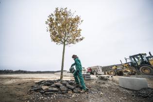 Eine Aktivistin gießt mit einer Gieskanne den in die Straße gepflanzten Baum