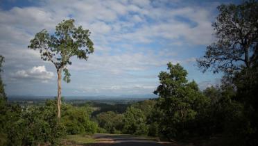 Der Wald von Mahan