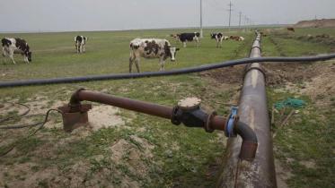 Kühe auf Wiese in Nähe des Kohlekraftwerks Baiyinhua, Innere Mongolai,Mai 2012