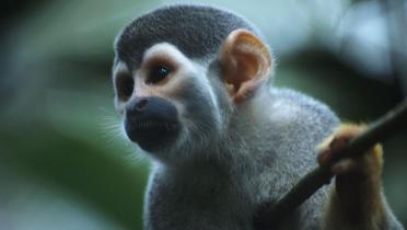 Biodiversität im Amazon Brasilien, 2003