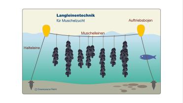 Muschelzucht in der Aquakultur: In der Langleinenkultur dienen Kunststoffseile als Anheftungsmaterial für Jungmuscheln