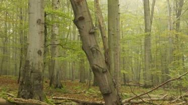 Nationalpark Bayerischer Wald, Oktober 2010