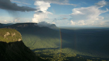 Tropischer Regenwald im Amazonas, Brasilien