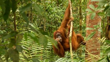 Der Regenwald - Heimat des bedrohten Orang-Utans 01/29/2011