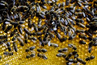 Bienen in einem Bienenstock, Juli 2008