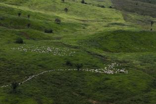 Rinderfarm In Brasilien, 2009