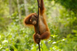 Nyaru Menteng Orang-Utan Auswilderungsprojekt, April 2007