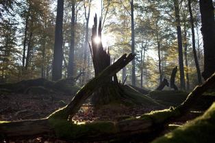 Buchenmischwald im Herbst. Gebiet Heisterblock im bayerischen Staatsforst im Spessart, 2011