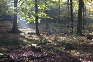 Buchenwald im Spessart, November 2011