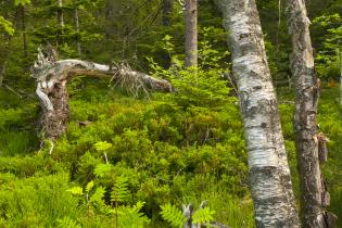 Umgefallene Bäume im Schwarzwald. Hohlohmiss, Kaltenbronn, Juni 2012