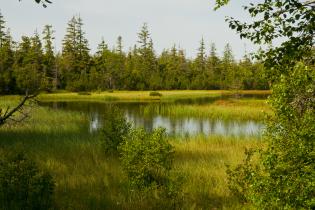 Hohlohseen im Schwarzwald, Juni 2012