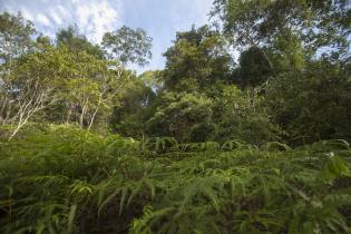 Tesso Nilo National Park in der indonesischen Provinz Riau auf Sumatra, 30. September 2013