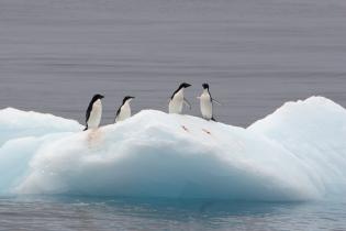 Pinguine haben es sich auf dem Packeis bequem gemacht