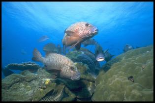 Sweetlips, Great Barrier Reef, April 1998