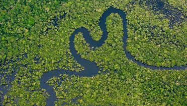 Schwarzwasser-Urwaldfluss in der unteren Rio-Negro-Region