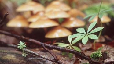 Waldpilze im Stadtwald Lübeck im Oktober 1993