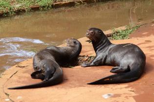 Riesenotter im Zoo