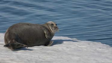 Eine Bartrobbe auf einer Eisscholle vor Grönland, Arktis Expedition im Juli 2009