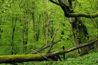 Urwald in Österreich