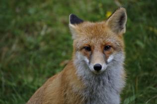 Fuchs im Wald