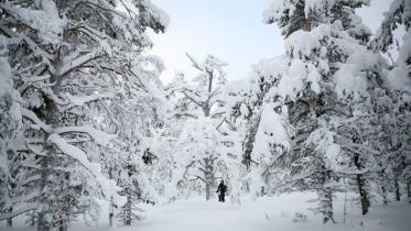 Nordfinnischer Urwald im Schnee im März 2006