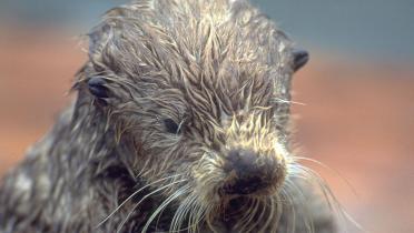 Mit Öl verschmutzter Seeotter