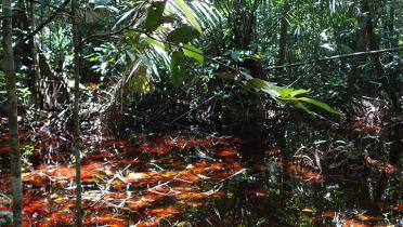 Aufnahme Wald, Cuvette Centrale