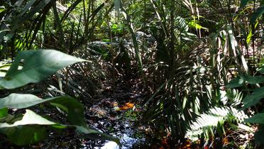 Aufnahme Wald, Cuvette Centrale