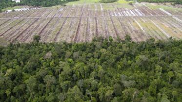 Von Sinar Mas gerodete Regenwaldflächen nahe Ketapang