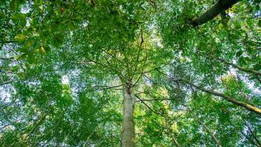 Lübecker Stadtwald im Spätsommer 2019. Der Stadtwald ist ein Beispiel für naturnahe Waldbewirtschaftung und gilt weltweit als Vorbild.