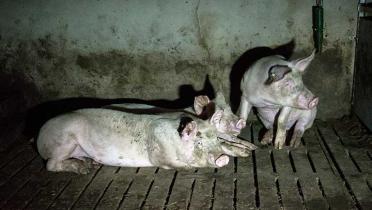 Drei Schweine auf kargem Spaltenboden.