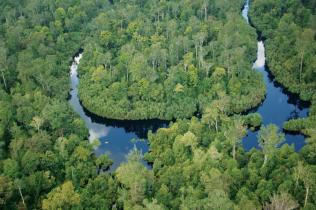 Kerumutan Peat Wald in Sumatra