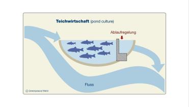 Die Teichwirtschaft ist die älteste und weltweit am häufigsten genutzte Form der Aquakultur