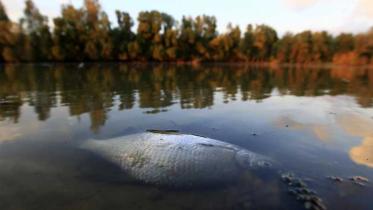 Verseuchter Fluss nach Unfall in einer westungarischen Aluminiumfabrik im Juli 2010