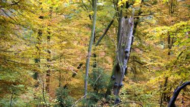 Buchen und Mischwald im städtischen Wald in Göttingen 10/25/2012