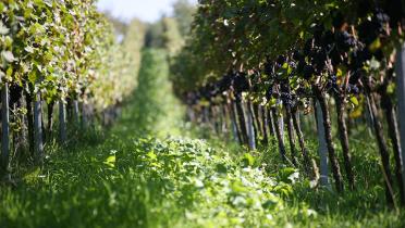 Weinreben in Bruchsal