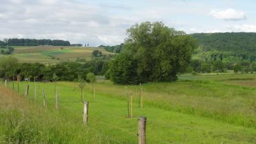 Bienenstock auf einer Wiese