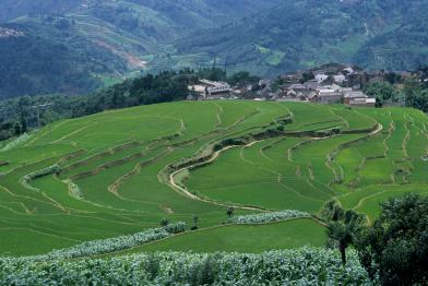 Panoramic View of the Beautiful Paddy Terraces in China