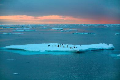 Kaiserpinguine und Adelipinguine im Südpolarmeer