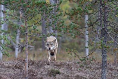 Wolf im Wald 