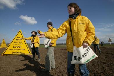 Greenpeace-Aktivist:innen säen Bio-Weizen auf einem Feld, auf dem die Firma Syngenta gentechnisch veränderten Weizen anbauen will. Auf dem Feld Schilder: "Kein Gen-Weizen auf den Feldern" und  "Finger weg von unserem täglichen Brot".