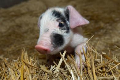 Linderoed-Ferkel werden im Tierpark Arche Warder e.V. mit der Flasche aufgezogen.