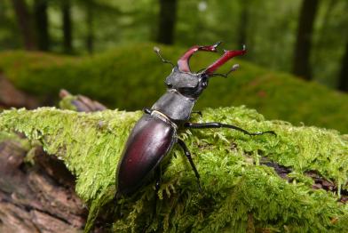 Stag Beetle in Spessart Mountains