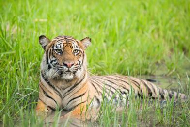 Sumatra-Tiger in der Tambling Wildlife Nature Conservation