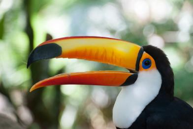 Toucan in Calilegua National Park