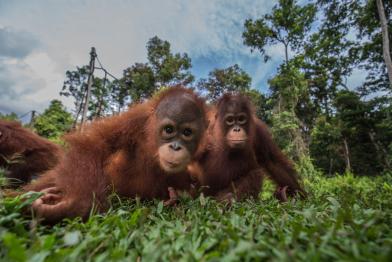 Orangutans at BOS Nyaru Menteng Orangutan Rescue Center in Indonesia