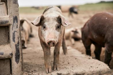 Organic Livestock Farming near Vienna