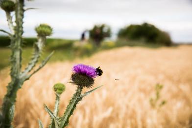 Bilder von Pflanzen in der Nähe von Getreidekulturen im Bundesland Sachsen-Anhalt während der Erntezeit. Die Ernten gehören zu den größten in Deutschland.