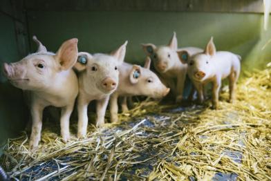 Ferkel in Bioland-Haltung in Deutschland