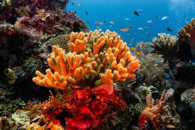 The Marine Biodiversity of Batu Rufus Dive Site, Raja Ampat